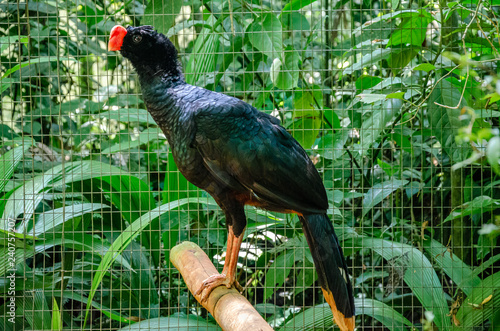 Alagoas Curassow or Mitu Mitu standing on a wood stick with a background of a cage and green foliage photo