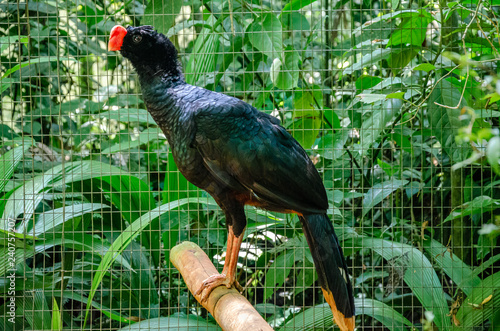 Alagoas Curassow or Mitu Mitu standing on a wood stick with a background of a cage and green foliage