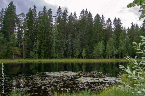 Fototapeta Naklejka Na Ścianę i Meble -  Beautiful green landscape of Surroundings of Kuopio at summer