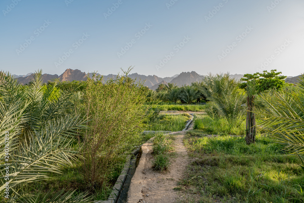Falaj irrigation channel on a farm in Hatta, an enclave of Dubai in the Hajar Mountains, United Arab Emirates