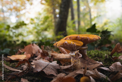 mushrooms in the forest