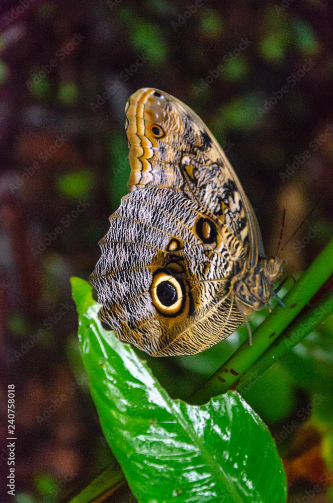 Fototapeta premium Brązowy i żółty motyl Caligo idomeneus siedzący na kawałku zielonej gałęzi z płytką głębią ostrości i selektywną ostrością