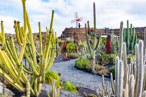 Beatiful View of cactus garden, Jardin de Cactus in Guatiza, Lanzarote, Canary Islands, Spain photo