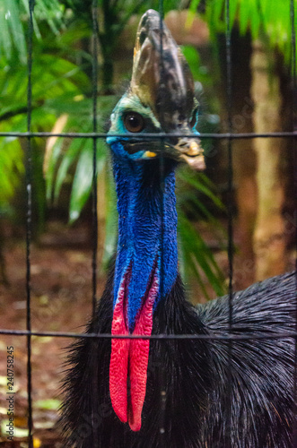 Casuarius or Casuarius lydekkeri behind a cage photo