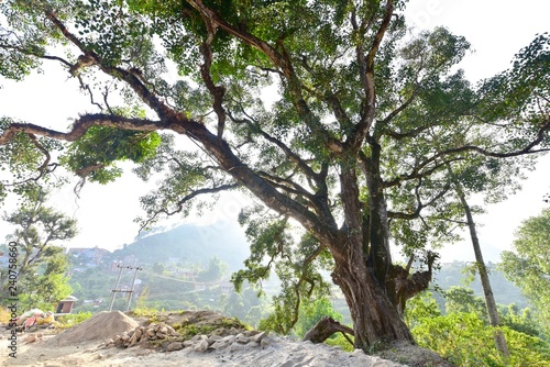 View of a Huge Tree in Bundipur Village in Nepal
