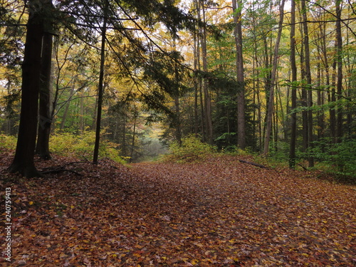 Quiet forest