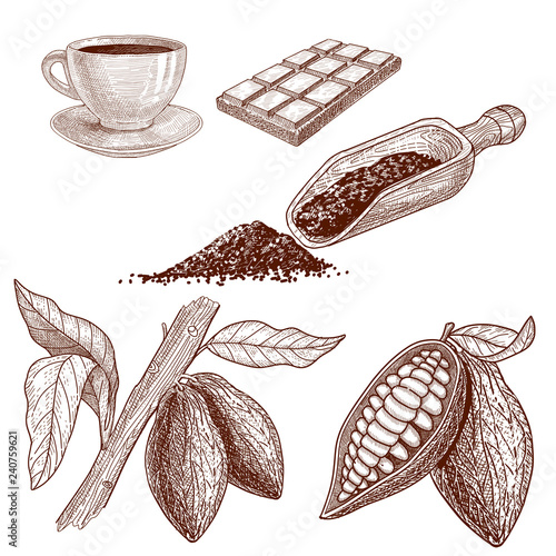 A set of products from cocoa beans: chocolate, liquid hot chocolate in a cup, scoop for cocoa powder and growing beans.