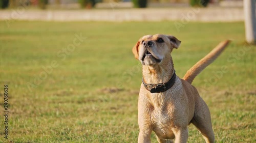 Dog barking and wag the tail