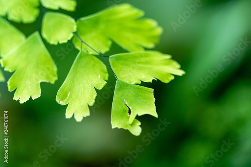 Close up of Bush Maidenhair Fern or Common Maidenhair Fern (Adiantum aethiopicum) photo