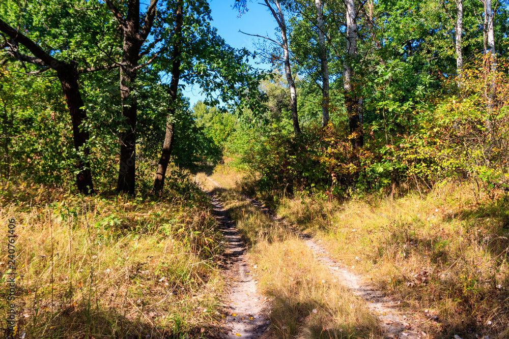 Rural dirt road through a green forest at summer Rural dirt road through a green forest at summer