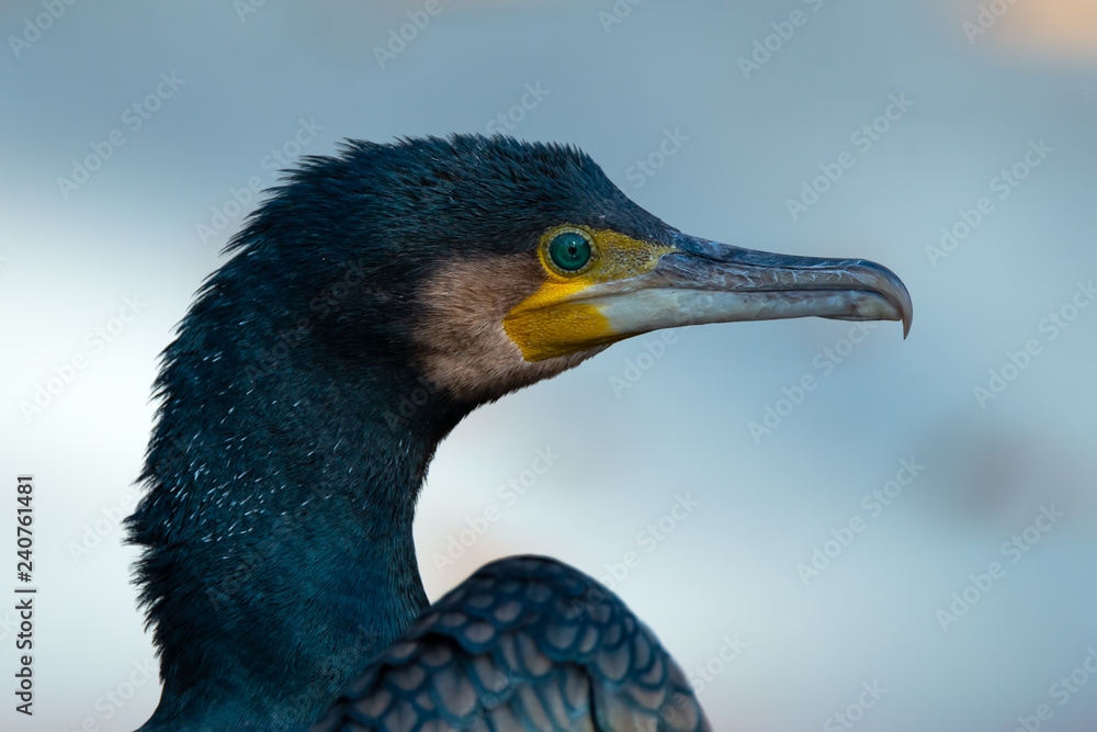 Fototapeta premium Great cormorant - Phalacrocorax carbo