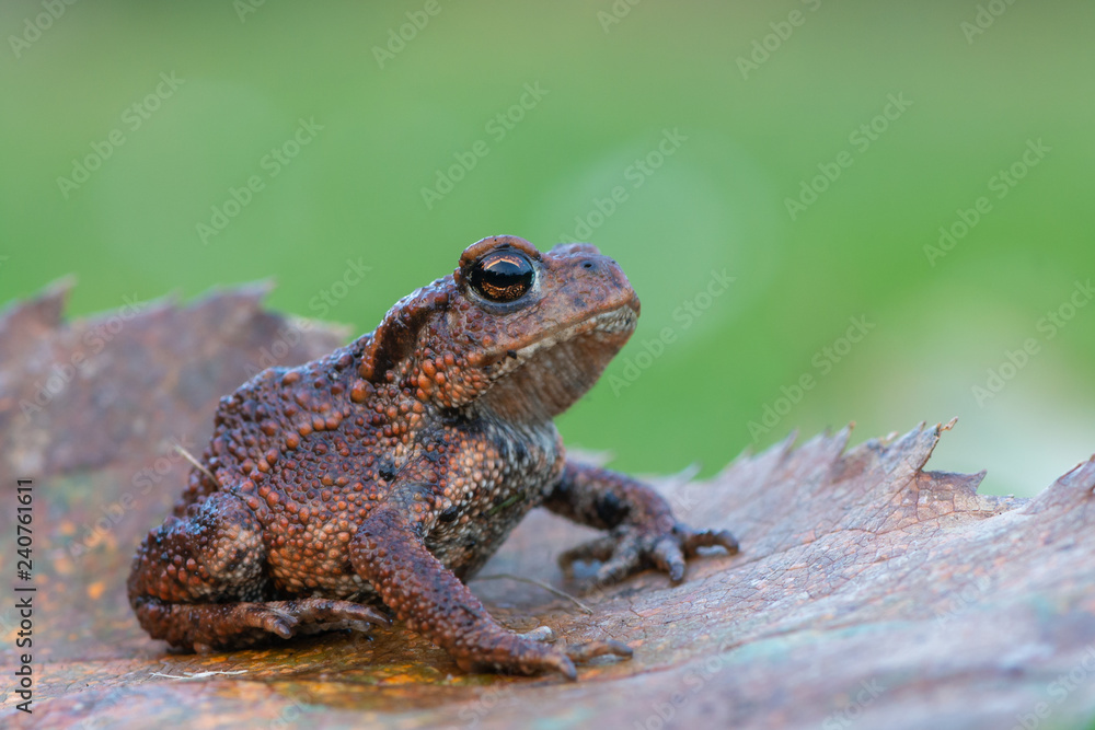 toad - bufo bufo