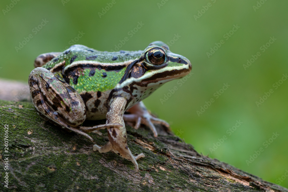 common water frog common water frog