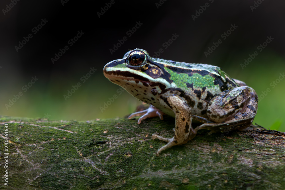 common water frog common water frog