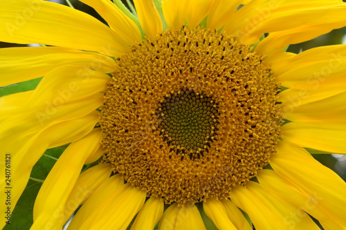 Fototapeta Naklejka Na Ścianę i Meble -  Close-up of a yellow unripe sunflower