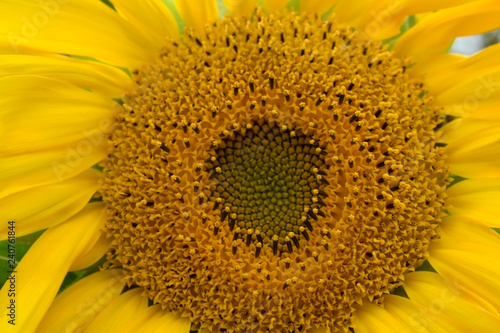 Fototapeta Naklejka Na Ścianę i Meble -  Close-up of a yellow unripe sunflower