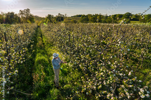 Wallpaper Mural Top view. Apple grower checking the flowering of his apple trees Torontodigital.ca
