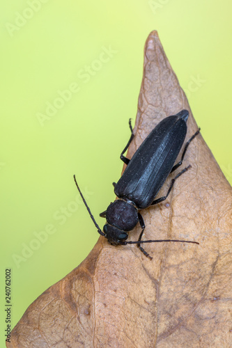 longhorn beetle - Arhopalus sp. photo