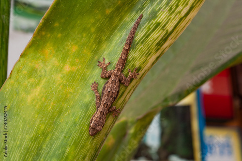 Braune Eidechse auf einem Blatt in Thailand
