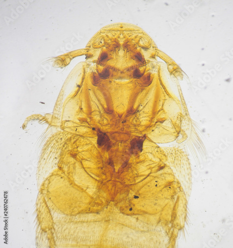 Female Beaver beetle or Platypsyllus castoris under the microscope photo