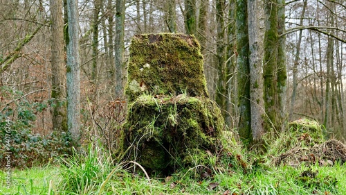 Baumstumpf als Sessel mit Moos bewachsen  Wald-Thron im Bergischen Land