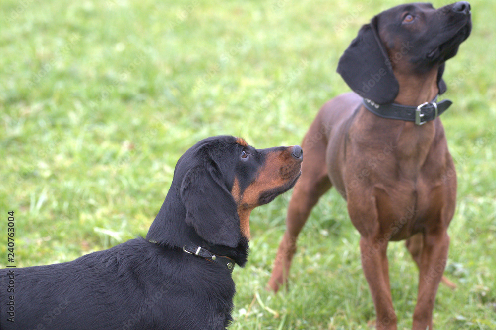 Jagdhunde Bracken