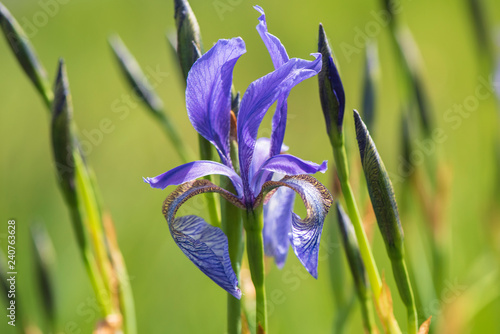 Fototapeta Naklejka Na Ścianę i Meble -  Frühlingsblume und Blüte auf Wiese