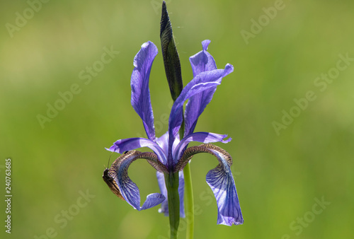 Fototapeta Naklejka Na Ścianę i Meble -  Frühlingsblume und Blüte auf Wiese