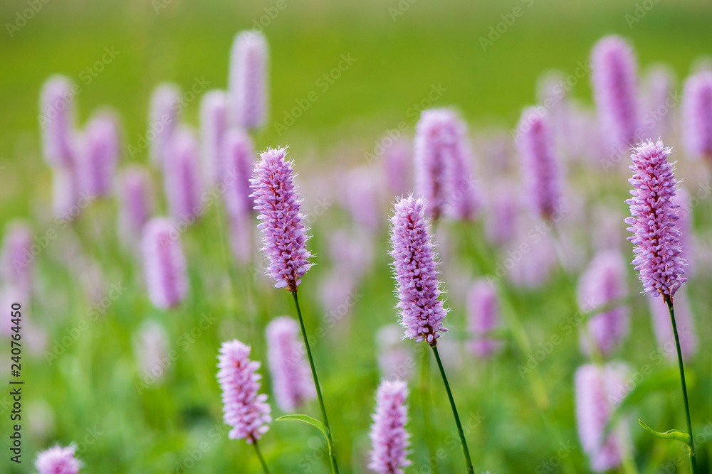 Fototapeta premium Frühlingsblume und Blüte auf Wiese