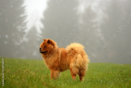 Fototapeta Naklejka Na Ścianę i Meble -  Chow Chow. Fuchsfarbener Chow Chow im Gras vor nebeligen Wald