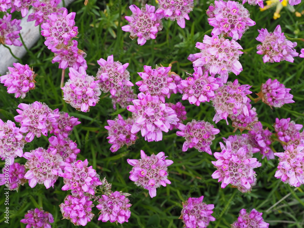 Alpen-Grasnelke, eine rosa blühende Alpenblume Alpen-Grasnelke, eine rosa blühende Alpenblume