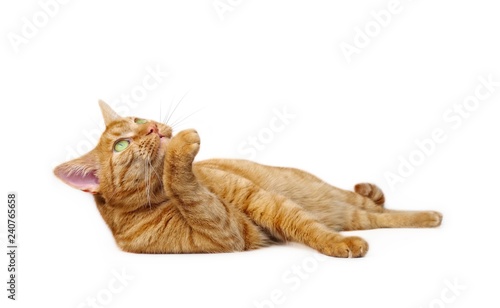 Cute ginger cat lying down. Side view isolated on white with copy space.