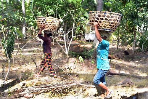 Women carrying the harvested coconuts at Nusa Penida Island, Indonesia