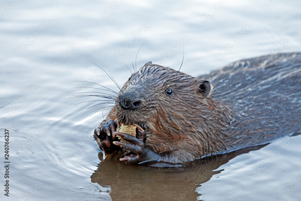funny brown american beaver (genus castor) sits on the shore of the pond and eats food funny brown american beaver (genus castor) sits on the shore of the pond and eats food