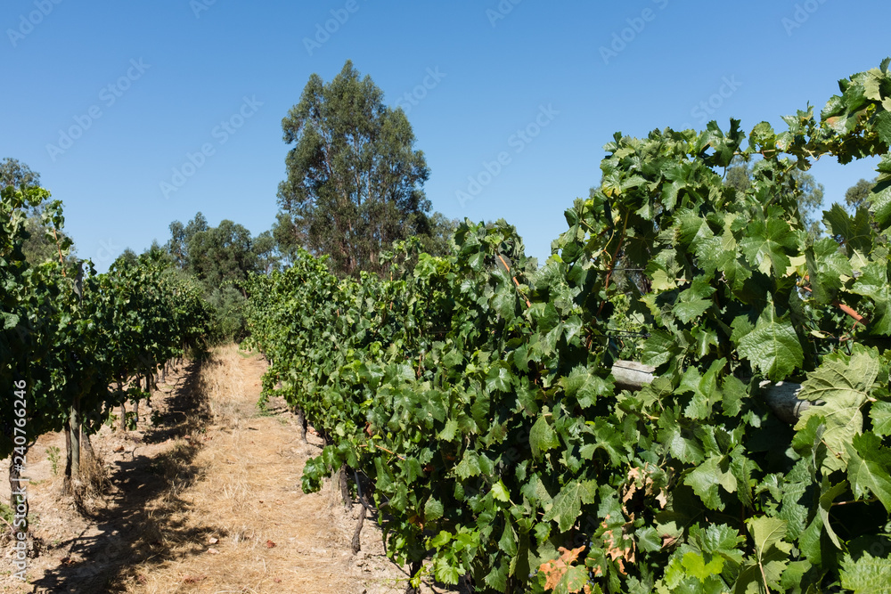 Vineyard in Alentejo region, Portugal