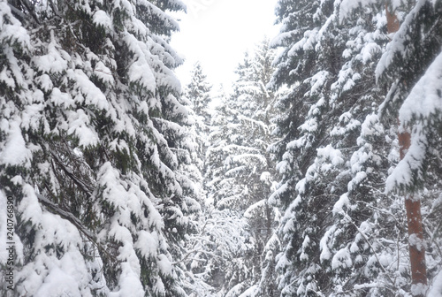 Spruce trees covered with snow.