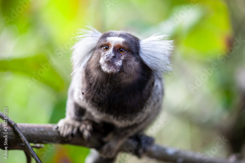 Common marmoset Sagui monkey sitting on a branch looking up showing its haircut and well formed hand in a tropical forest in Rio de Janeiro with an out of focus green background © Maarten Zeehandelaar