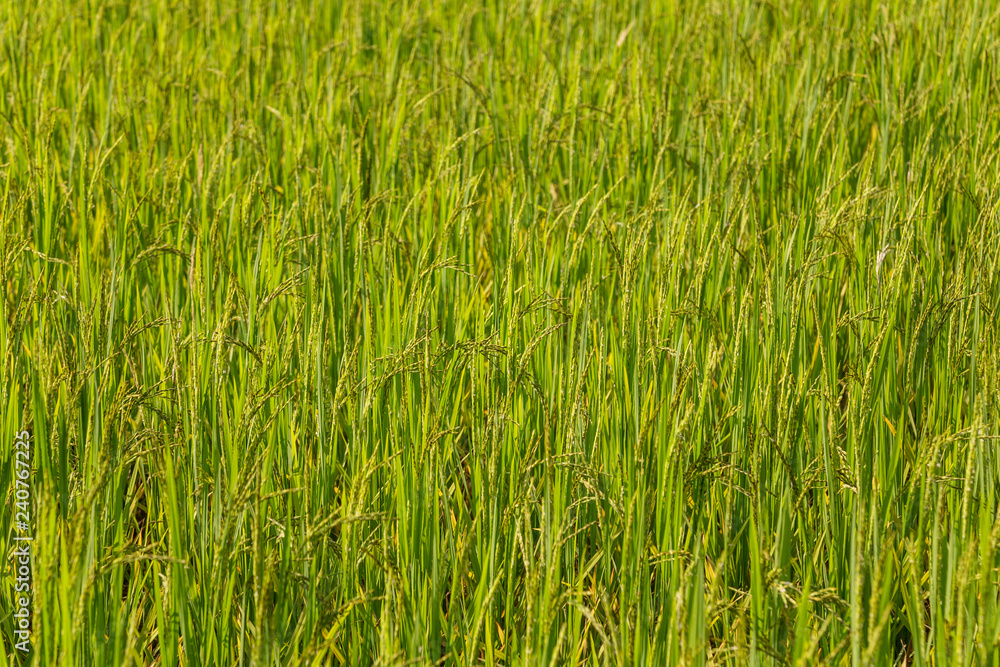 Full frame backgound of rice ripening in a field Full frame backgound of rice ripening in a field