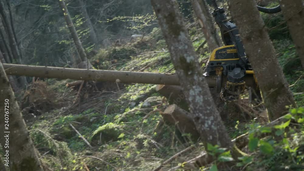 Harvester head cutting down trees Harvester head cutting down trees