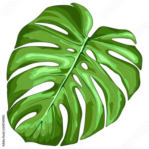 Monstera Leaf Tropical Plant Vector Illustration