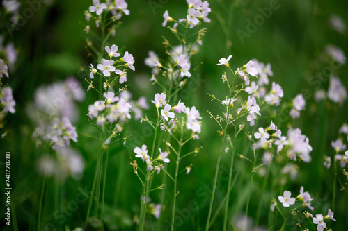 Pflanze Wiesenschaumkraut (Cardamine pratensis) mit Blüte im Frühling als Close up. © Oda Hoppe