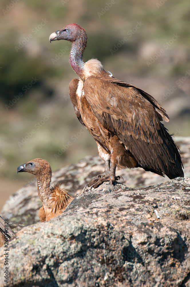 Griffon vulture, Gyps fulvus, raptor bird carrion portrait Griffon vulture, Gyps fulvus, raptor bird carrion portrait