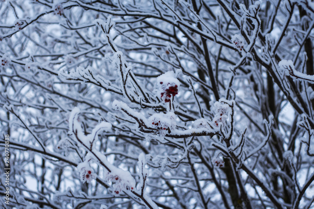 Red Rowan Berries Covered With Winter Snow. Red Rowan Berries Covered With Winter Snow.