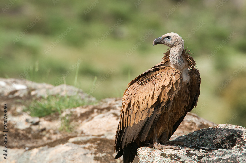 Griffon vulture, Gyps fulvus, raptor bird carrion portrait Griffon vulture, Gyps fulvus, raptor bird carrion portrait