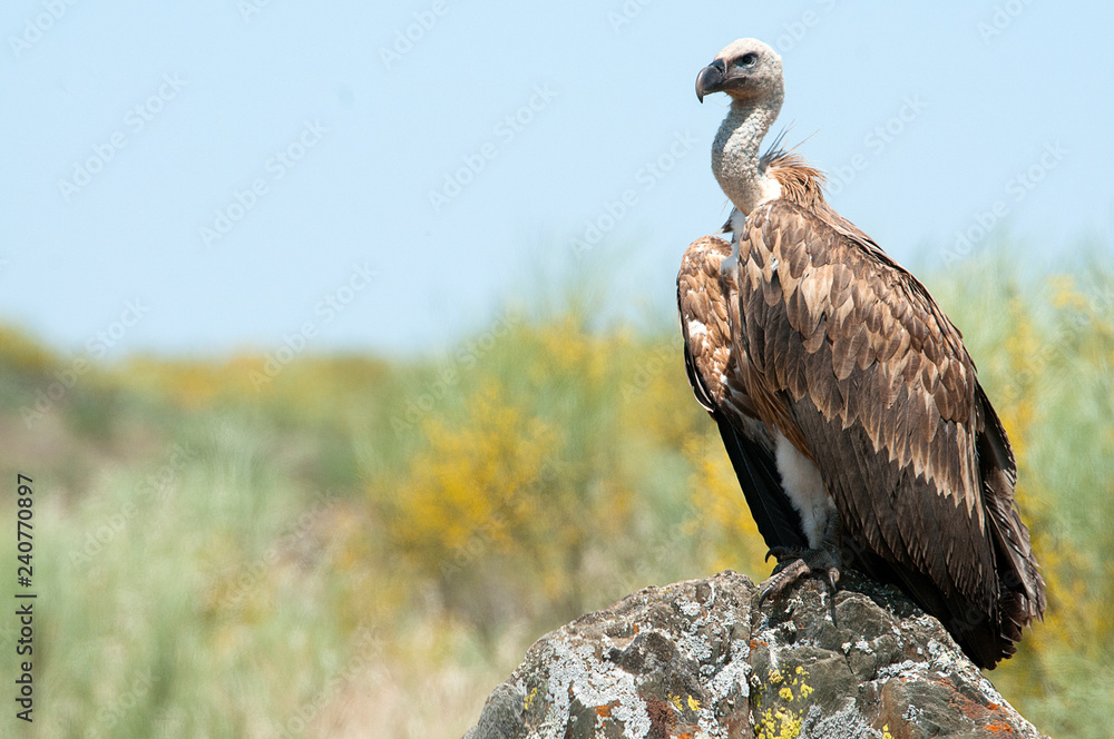 Griffon vulture, Gyps fulvus, raptor bird carrion portrait Griffon vulture, Gyps fulvus, raptor bird carrion portrait