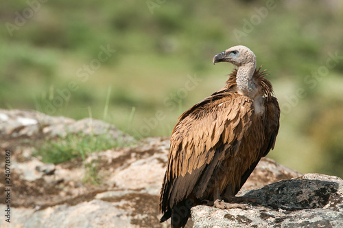 Griffon vulture  Gyps fulvus  raptor bird carrion portrait