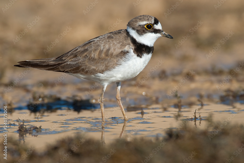 Little Ringed Plover (Charadrius dubius) aquatic bird searching for food in the water