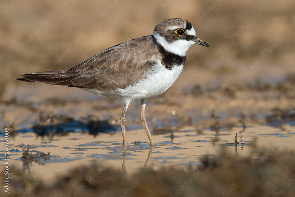 Little Ringed Plover (Charadrius dubius) aquatic bird searching for food in the water Little Ringed Plover (Charadrius dubius) aquatic bird searching for food in the water