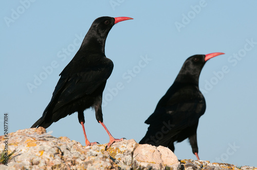 Red billed Chough, Pyrrhocorax pyrrhocorax, pair of birds standing on a rock photo