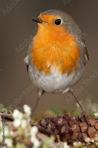 Robin - Erithacus rubecula, bird close-up © JAH